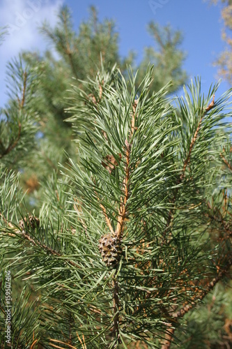 Pine brunch with a cone 