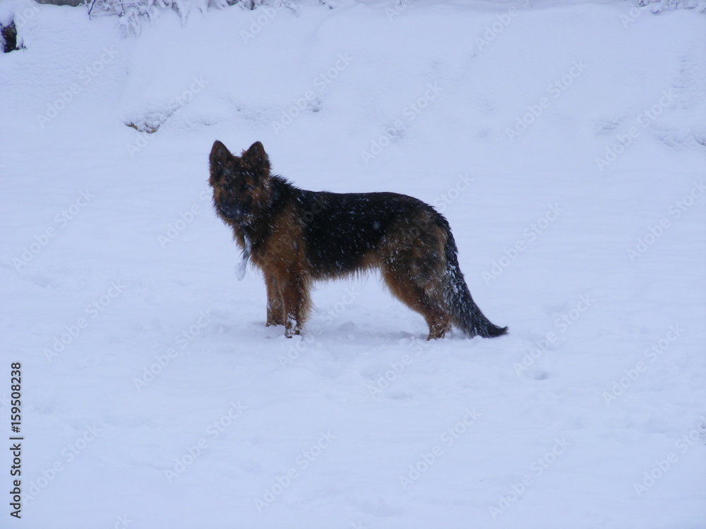 Obraz premium Śnieżny pies