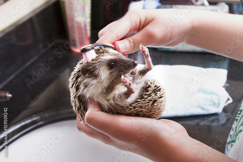 Giving a pet hedgehog a bath in a sink photo