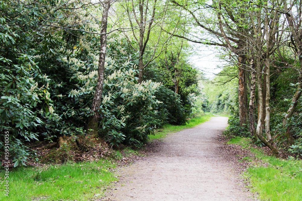 English woodland coming to life in spring English woodland coming to life in spring