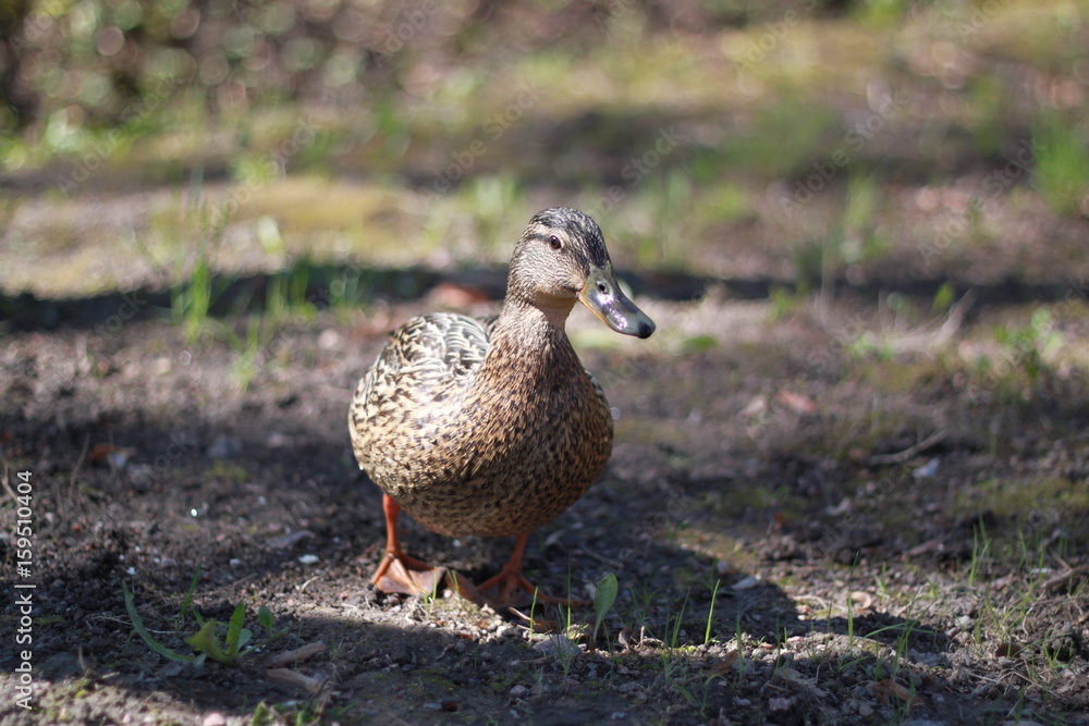duck duck