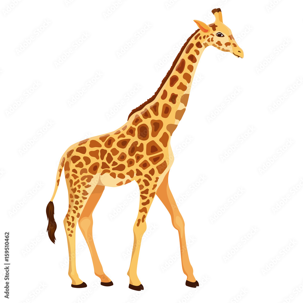 Naklejka premium Żyrafa wektor stojący na białym tle