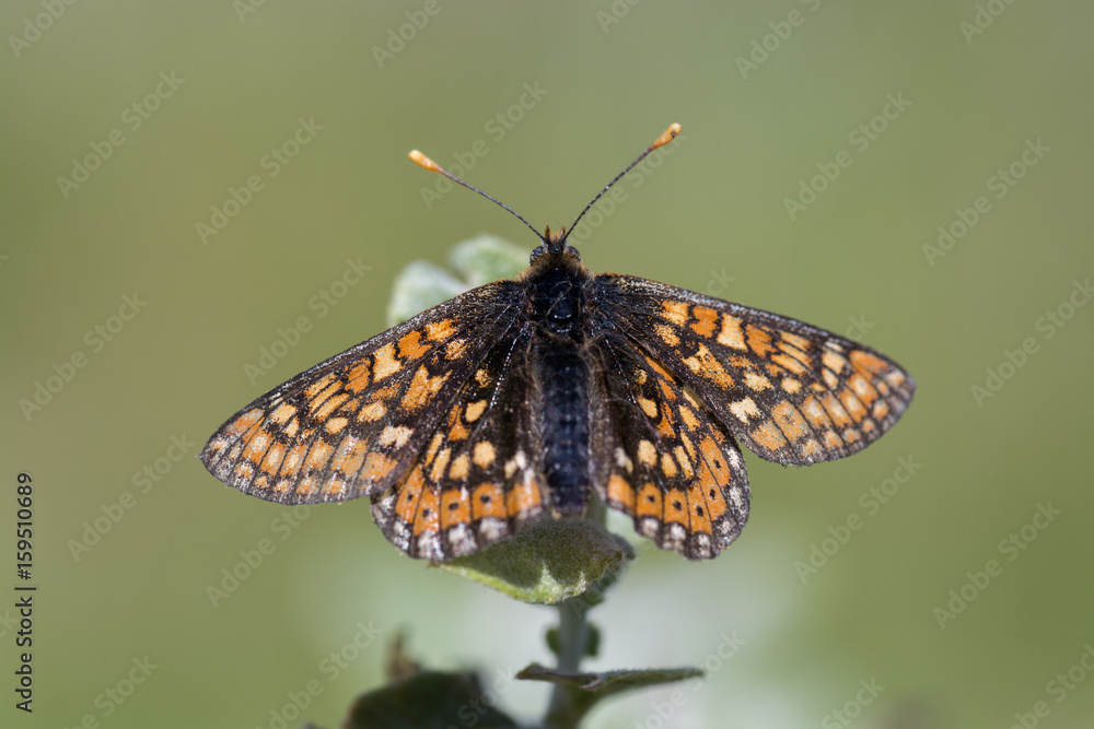 Obraz premium marsh fritillary butterfly on plant
