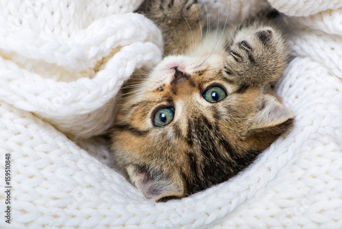 Fototapeta Naklejka Na Ścianę i Meble -  Kätzchen mit Kuscheldecke