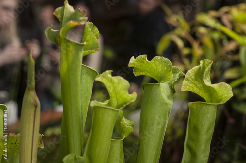 Sarracenia in the greenhouse