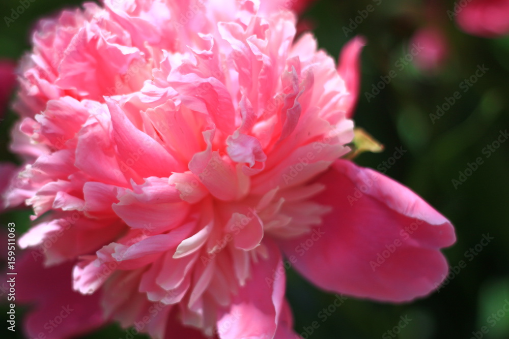 Fototapeta premium peony