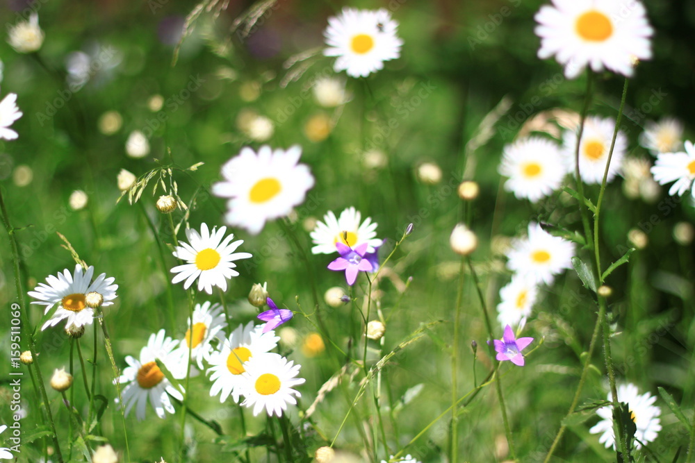 Fototapeta premium Chamomile