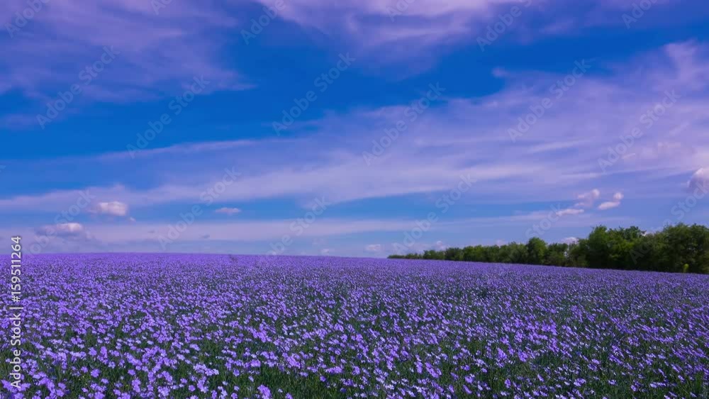A Field of Flowering Flax under a Blue Sky with Fluffy Clouds. Timelapse. 4K.
A Field of Flowering Flax under a Blue Sky with Fluffy Clouds. Timelapse. 4K.