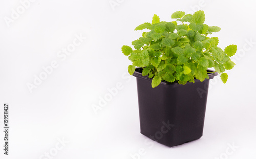 A pot with young sprouts of mint. Aromatic mint in a black flowerpot on a white background. Green young plants on a white background. Agriculture. Copy space
