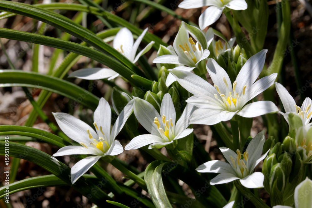 fiori bianchi detti 