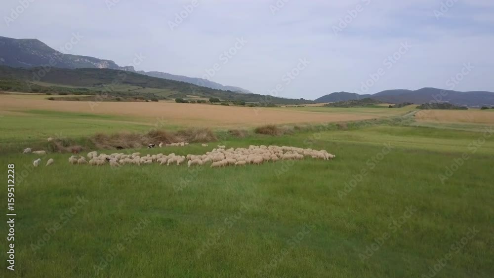 Ovejas en el campo Ovejas en el campo
