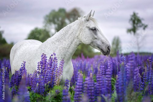 Portrait of an arabian horse among blooming lupine flowers. 