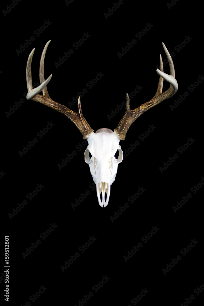 Fototapeta premium Whitetail Deer Buck Antlers and Skull