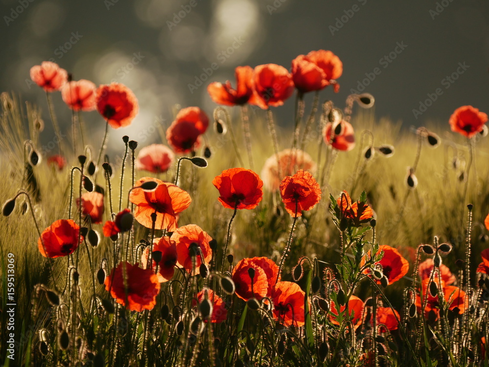 Obraz premium Mohnblüte