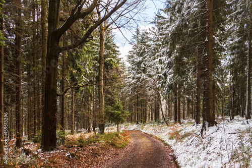 Droga w lesie opruszonym śniegiem photo