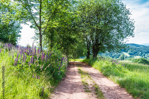 Fototapeta Naklejka Na Ścianę i Meble -  Droga przy łące w lecie
