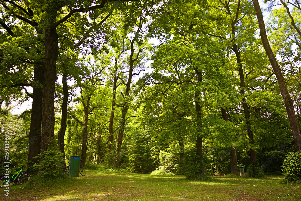 Fototapeta premium Summer lush vegetation into the Bavarian woods