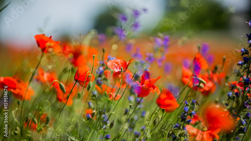 Red poppies between purple flowers. Red poppies on a meadow on a summer sunny day. Flowers Red poppies blossom on wild field. Flowers on a field