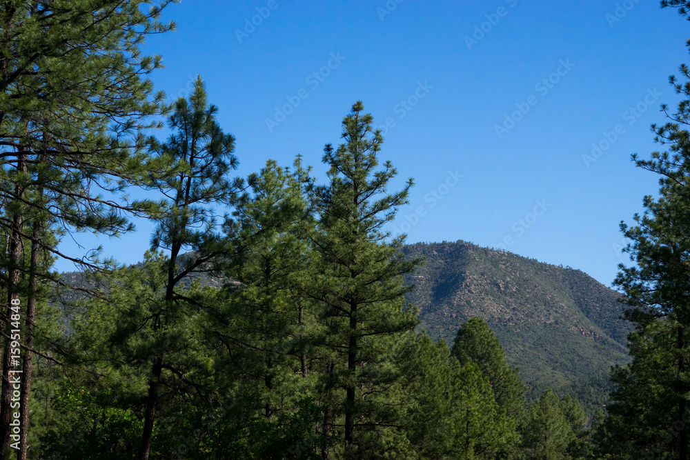 Payson Arizona Forest