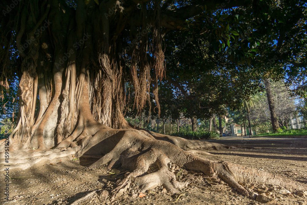 Aerial roots Banyan tree Ficus benghalensis. Old tree roots simulating a hand Jardines del Real, Walk in-between trees Viveros Valencia, near old dry riverbed of the River Turia Aerial roots Banyan tree Ficus benghalensis. Old tree roots simulating a hand Jardines del Real, Walk in-between trees Viveros Valencia, near old dry riverbed of the River Turia