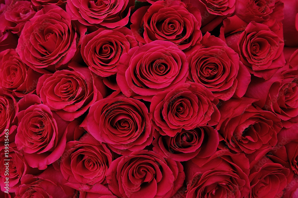Large bouquet of red roses, close-up