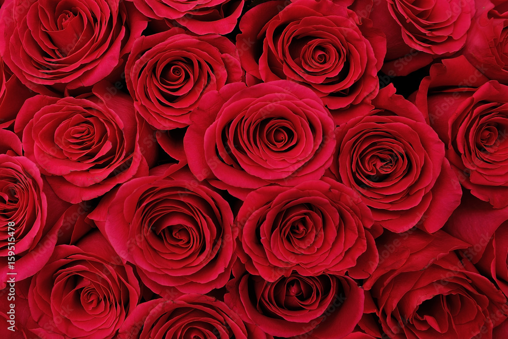 Large bouquet of red roses, close-up Large bouquet of red roses, close-up