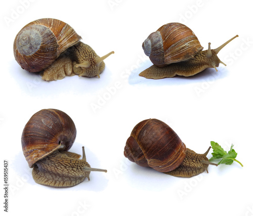 Set of four Garden snails isolated on white background. Burgundy snail (Helix, Roman snail, edible snail, escargot) photo