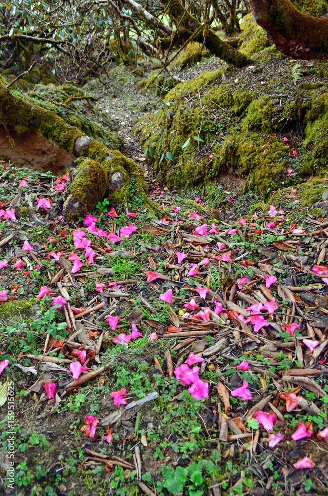 Falling pink rhododendron flowers on the ground. Nepal, Annapurna region.