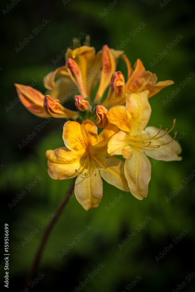 Fototapeta premium Yellow lily flowers in the garden on a dark green background.