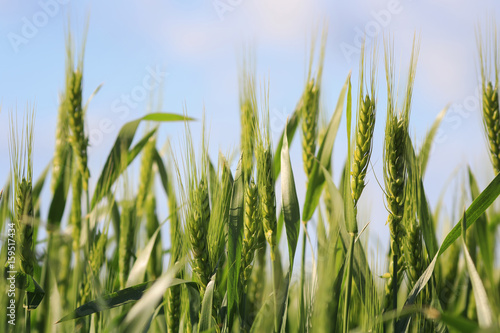 agricultural field with young green ripening ears of grain on a blue sky back...