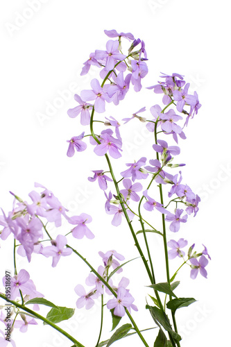 Fototapeta Naklejka Na Ścianę i Meble -  Branches of blossoming Hesperes (Night violet) lilac on a clean white background..