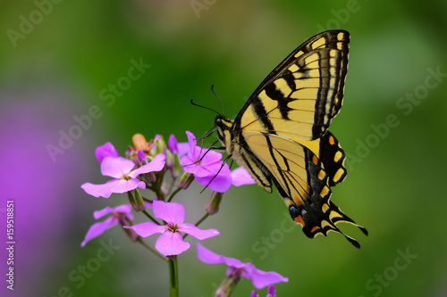 Eastern tiger swallowtail butterfly on Dame's Rocket flower © Dave