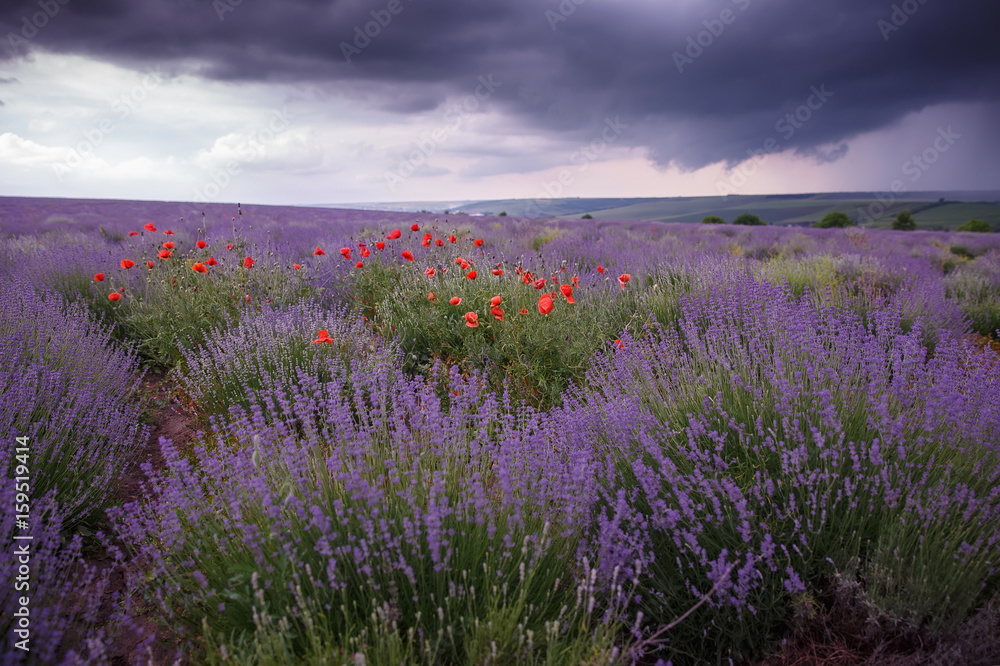 Fototapeta premium A field of wild lavender, grass and poppies