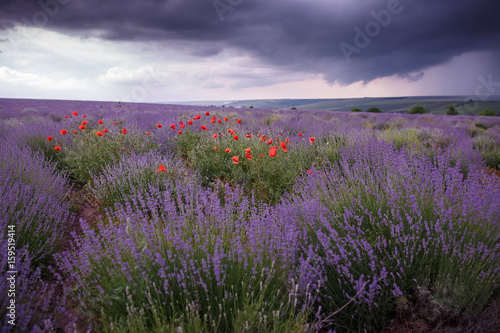 A field of wild lavender, grass and poppies