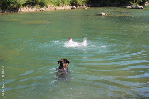 chien de sauvetage cane corso qui nage à la rivière photo