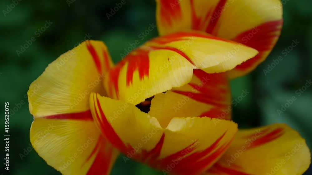 One red and yellow tulip flower swaying by of the wind. Static camera HD footage. Tulipa. View from the top. One red and yellow tulip flower swaying by of the wind. Static camera HD footage. Tulipa. View from the top.