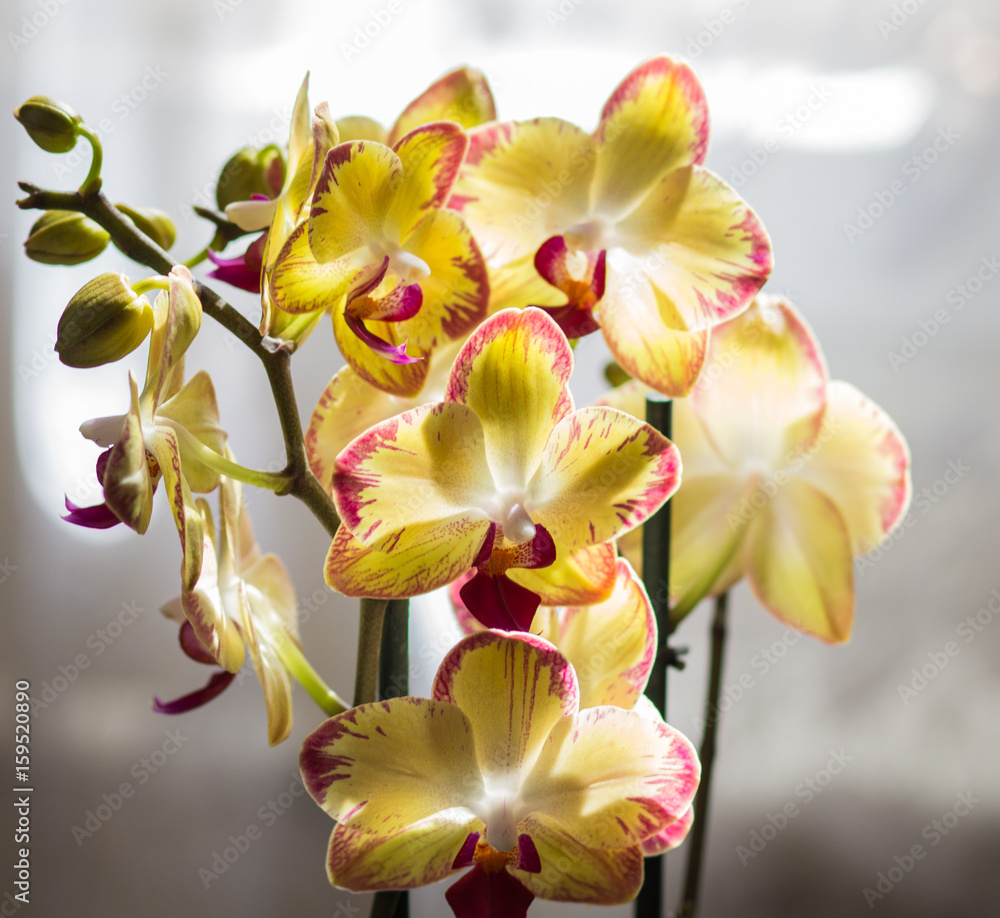 Beautiful orchids of different colors. Phalaenopsis hybrids. Stock Photo |  Adobe Stock