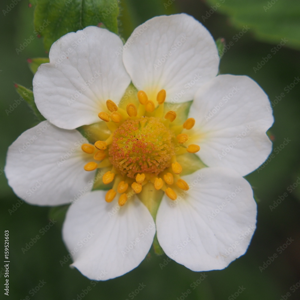 The flower buds of strawberries. The white petals. The flower buds of strawberries. The white petals.