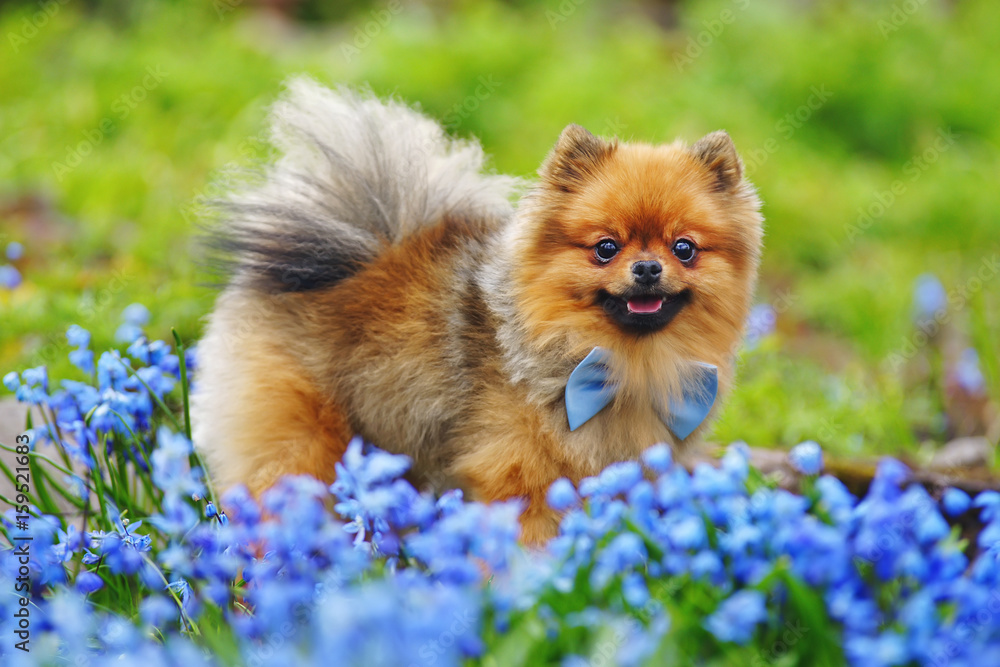 Red Miniature German Spitz dog wearing a blue bow tie and posing outdoors with blue flowers Red Miniature German Spitz dog wearing a blue bow tie and posing outdoors with blue flowers