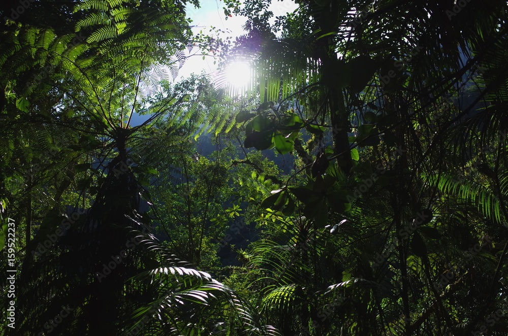 Fototapeta premium In the jungle on the way to Ciudad Perdida (Lost City) in Colombia
