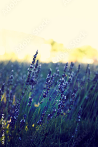 Lavender Field At Sunset