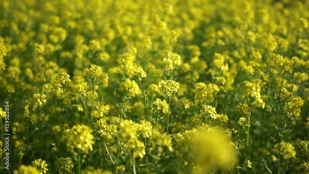 Plants of mustard swaying in the wind Plants of mustard swaying in the wind