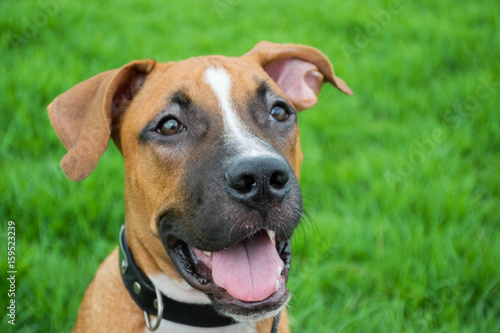 Cute dog smiling- dog food - dog products - happy dog - boxer dog - friendly