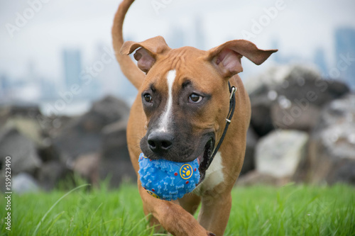 Dog and the ball 