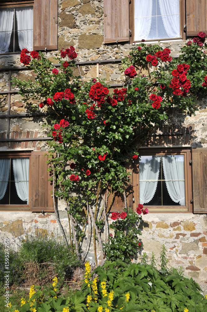 Rosen auf dem Spalier ranken am Haus Stock-Foto | Adobe Stock