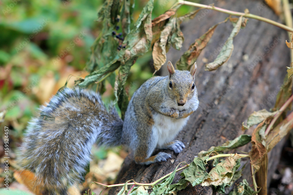 Naklejka premium リス セントラルパーク