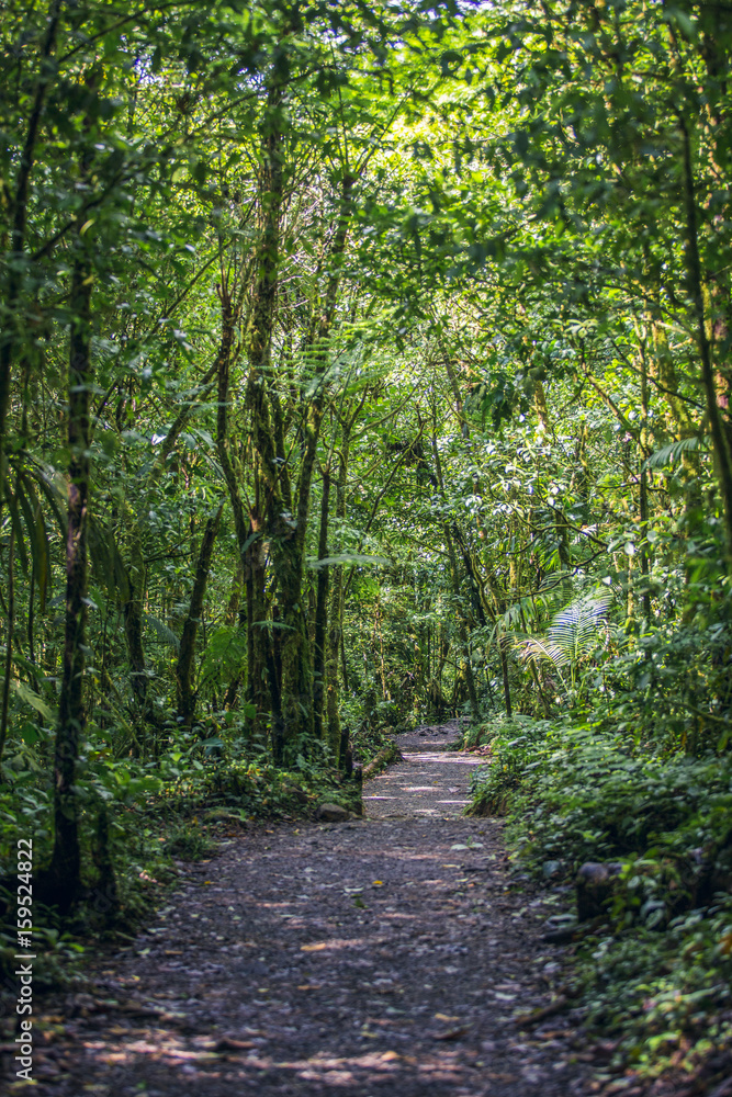 Tropical green forest path