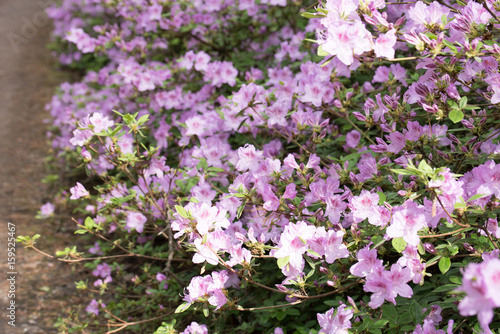 Purple white rhododendron flowers with green background in park.Rhododendron blossoms white lace background. Magic garden. Idyllic.