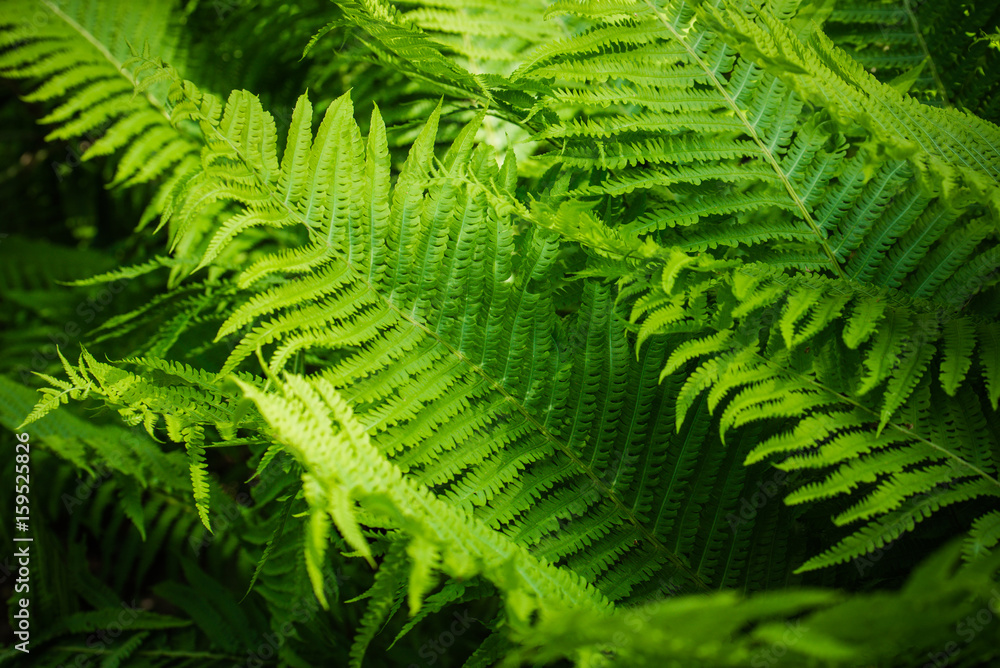 Fern leaves background. A fern in forest. Beautiful green ferns leaves in a garden, on the sunny day. Fern leaves background. A fern in forest. Beautiful green ferns leaves in a garden, on the sunny day.