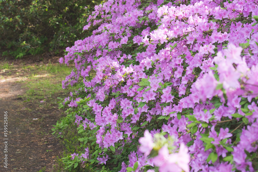 Purple/pink rhododendron flowers with green background in park.Rhododendron blossoms white lace background. Closeup,beautiful evergreen rhododendron outside in garden park, ideal for gardening, nature